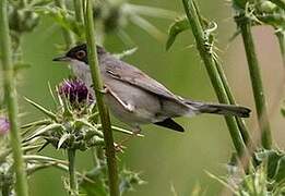 Menetries's Warbler