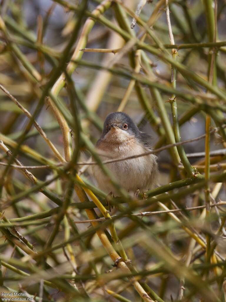 Moltoni's Warbler male adult, pigmentation