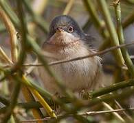 Moltoni's Warbler