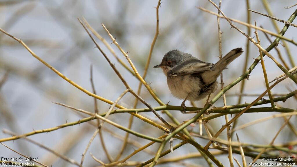 Moltoni's Warbler