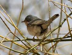 Moltoni's Warbler