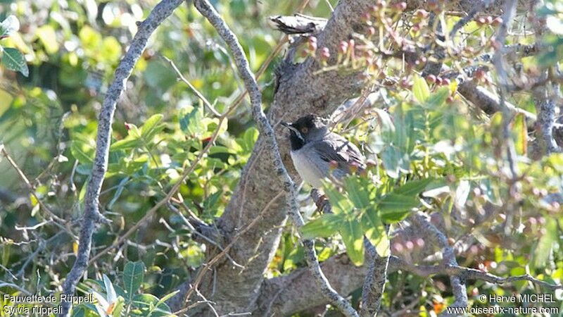 Rüppell's Warbler male adult breeding