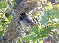 Rüppell's Warbler