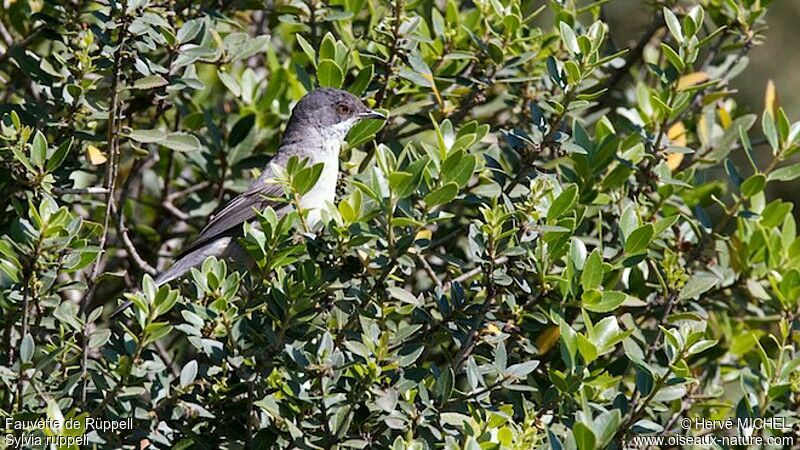 Rüppell's Warbler female adult breeding