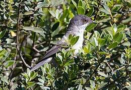 Rüppell's Warbler