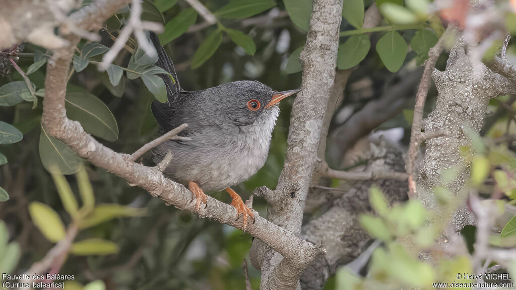 Balearic Warbler