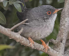 Balearic Warbler