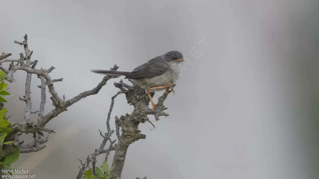 Fauvette des Baléares femelle adulte, identification