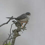 Balearic Warbler