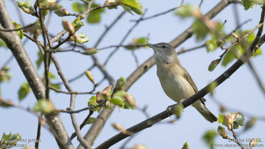 Garden Warbler male adult