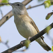 Garden Warbler