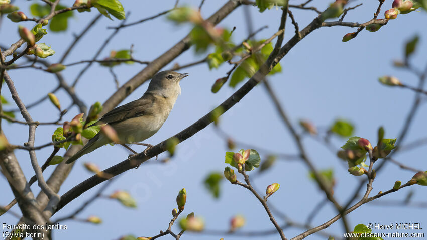 Garden Warbler male adult