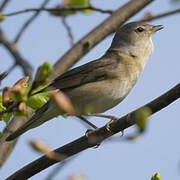 Garden Warbler