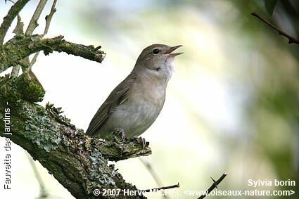 Garden Warbler male adult breeding