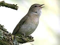 Garden Warbler