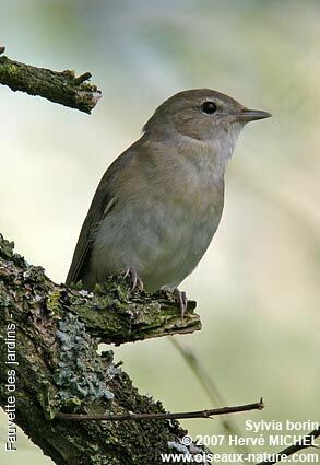 Garden Warbler male adult breeding