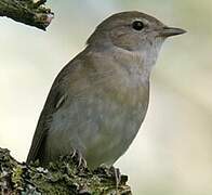 Garden Warbler