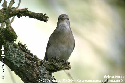 Garden Warbler male adult breeding