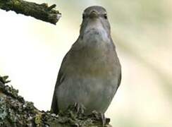 Garden Warbler