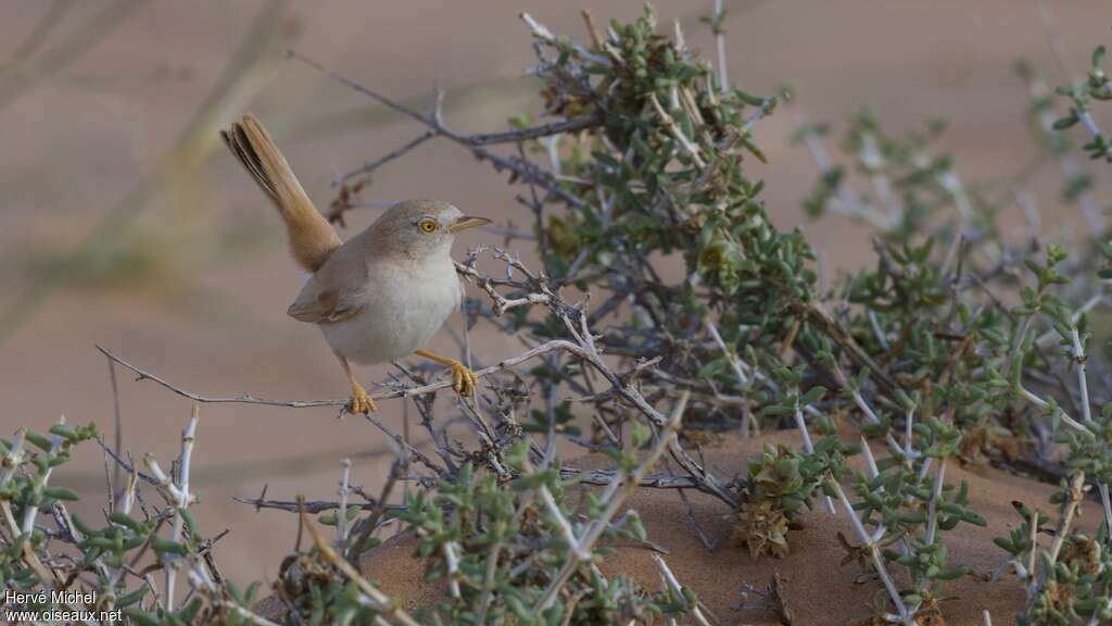 African Desert Warbleradult breeding, close-up portrait