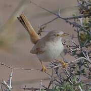 African Desert Warbler