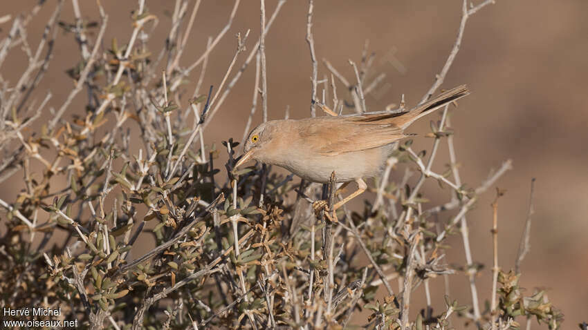 Fauvette du désertadulte, pêche/chasse