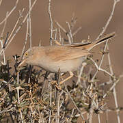 African Desert Warbler