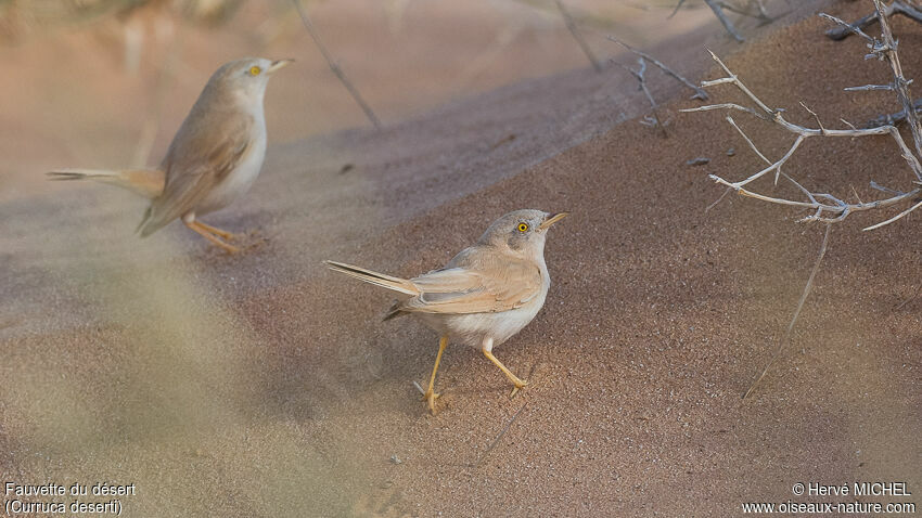 African Desert Warbleradult