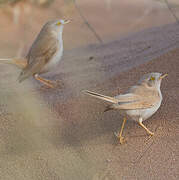 African Desert Warbler