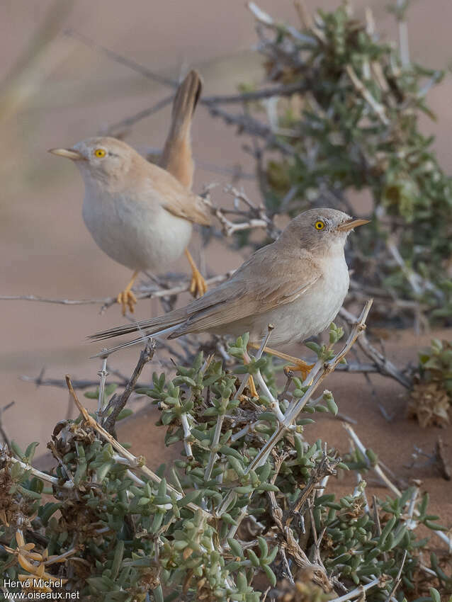 African Desert Warbler, habitat, pigmentation