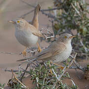 African Desert Warbler