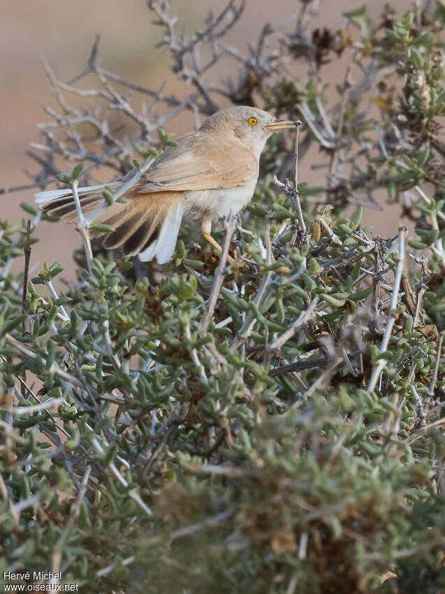 Fauvette du désertadulte, habitat, pigmentation