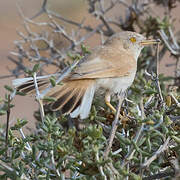 African Desert Warbler