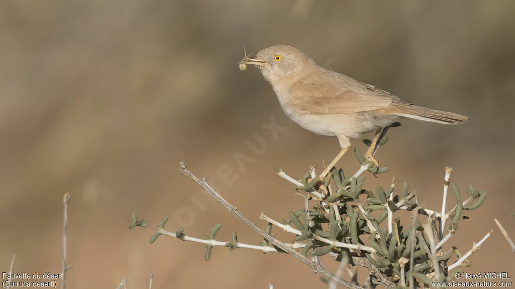 African Desert Warbler