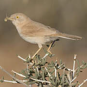 African Desert Warbler