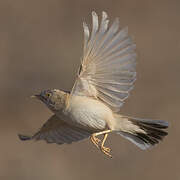 African Desert Warbler