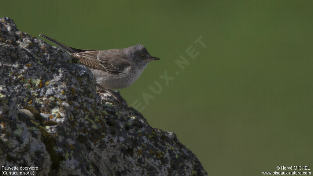 Barred Warbler male adult breeding