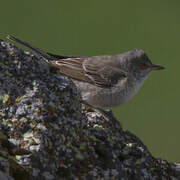 Barred Warbler