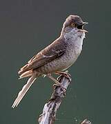 Barred Warbler