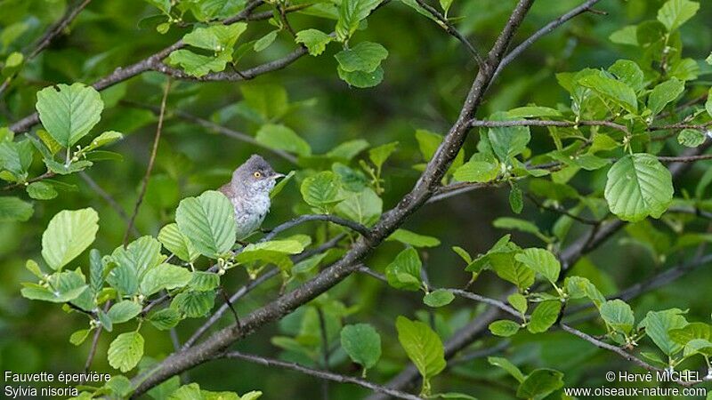 Barred Warbler male adult breeding