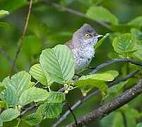 Barred Warbler