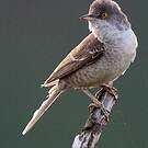 Fauvette épervière