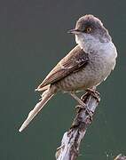 Barred Warbler