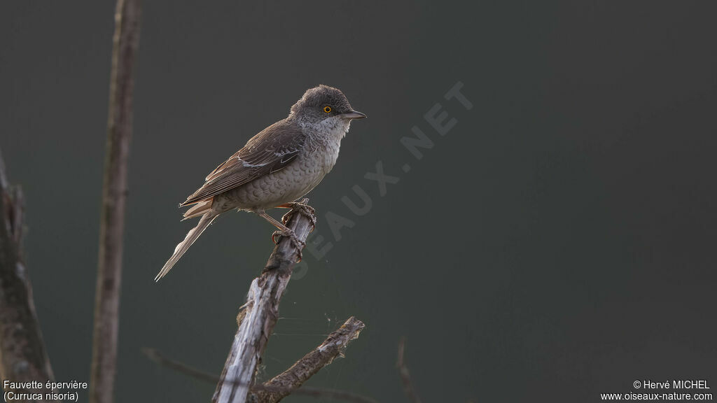 Barred Warbler male adult