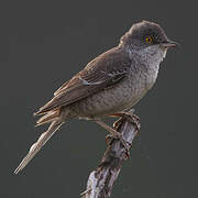 Barred Warbler