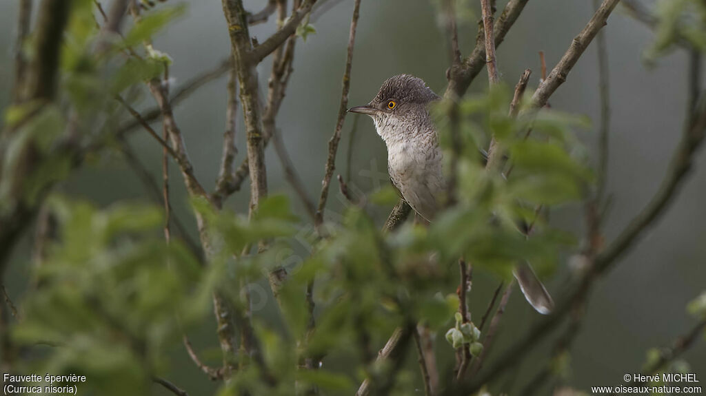 Barred Warbler