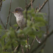 Barred Warbler