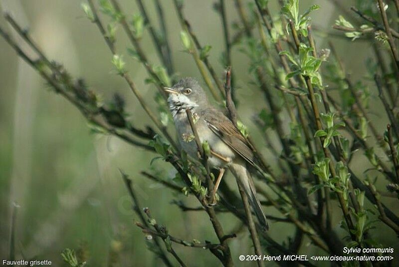 Common Whitethroat