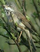 Common Whitethroat