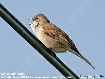 Common Whitethroat male adult breeding